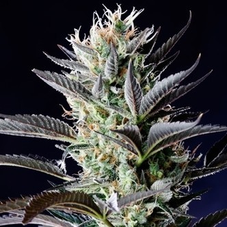 Dutch Blue Automat (Spliff Seeds) feminizowane
