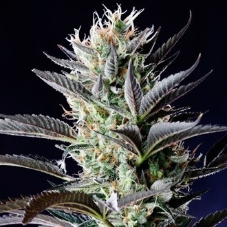 Dutch Blue Automat (Spliff Seeds) feminizowane