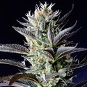 Dutch Blue Automat (Spliff Seeds) feminizowane