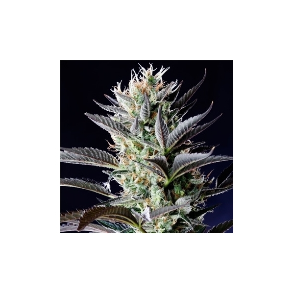 Dutch Blue Automat (Spliff Seeds) feminizowane