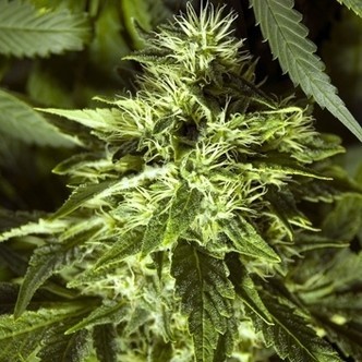 Fast Bud Outdoor (Spliff Seeds) feminizowane