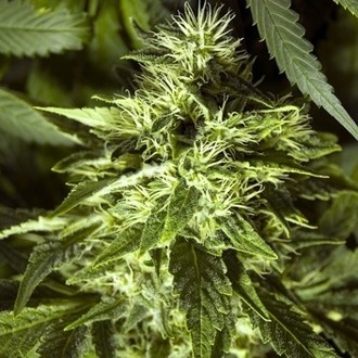 Fast Bud Outdoor (Spliff Seeds) feminizowane