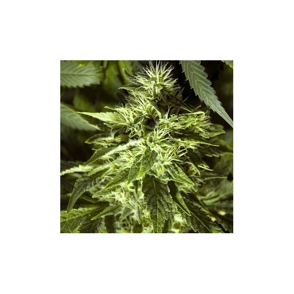 Fast Bud Outdoor (Spliff Seeds) feminizowane