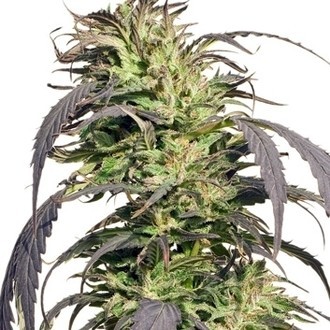 Gold Rush Outdoor (Spliff Seeds) feminizowane