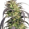 Gold Rush Outdoor (Spliff Seeds) feminizowane