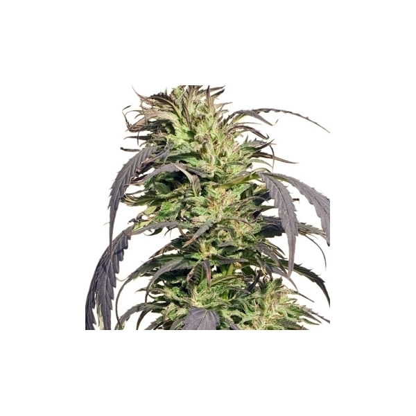 Gold Rush Outdoor (Spliff Seeds) feminizowane