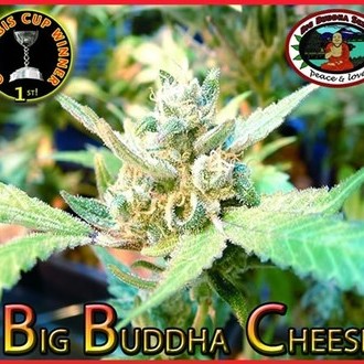 Big Buddha Cheese (Big Buddha Seeds) feminizowane