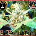 Big Buddha Cheese (Big Buddha Seeds) feminizowane