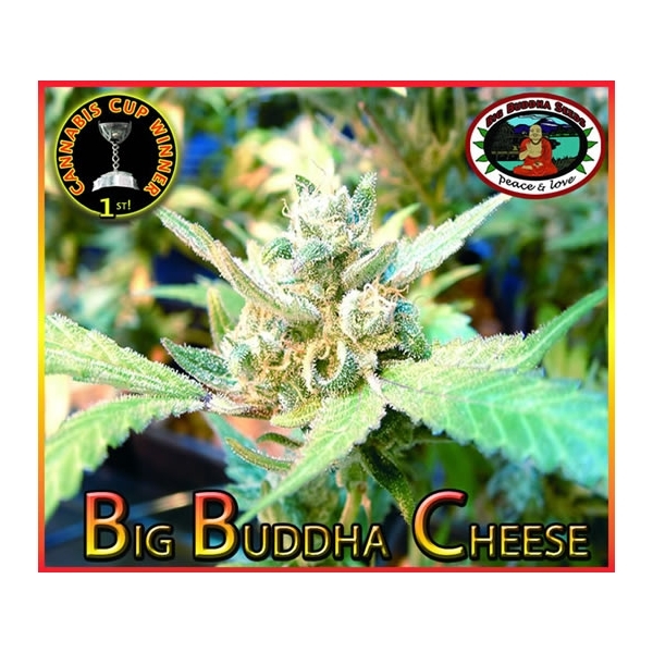 Big Buddha Cheese (Big Buddha Seeds) feminizowane