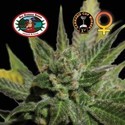 Big Buddha Cheese (Big Buddha Seeds) feminizowane