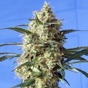 Snow White (Spliff Seeds) feminizowane