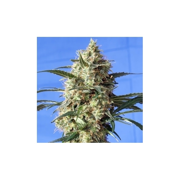 Snow White (Spliff Seeds) feminizowane