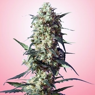 Spliff's Strawberry (Spliff Seeds) feminizowane