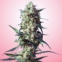Spliff's Strawberry (Spliff Seeds) feminizowane