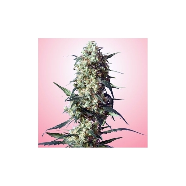 Spliff's Strawberry (Spliff Seeds) feminizowane
