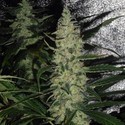 Super Skunk (Spliff Seeds) feminizowane