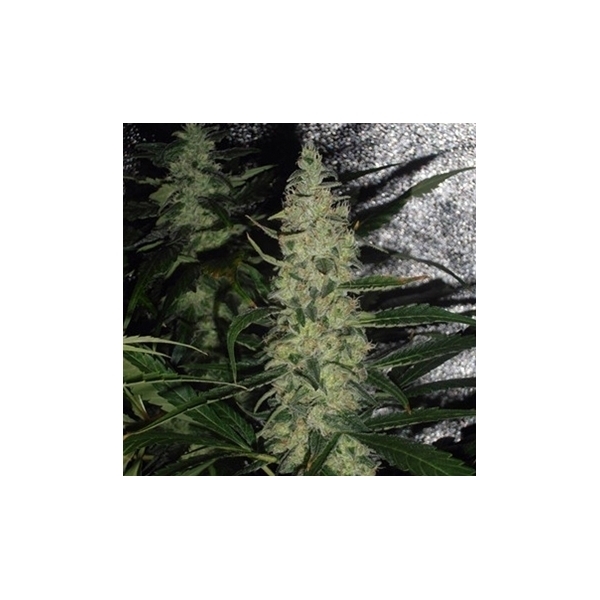 Super Skunk (Spliff Seeds) feminizowane