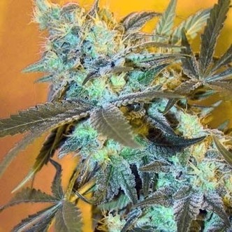 White Widow (Spliff Seeds) feminizowane