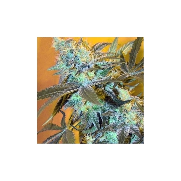 White Widow (Spliff Seeds) feminizowane