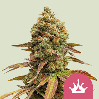 Special Queen 1 (Royal Queen Seeds) feminizowane