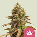 Special Queen 1 (Royal Queen Seeds) feminizowane