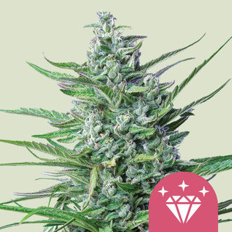 Special Kush 1 (Royal Queen Seeds) feminizowane