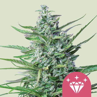 Special Kush 1 (Royal Queen Seeds) feminizowane