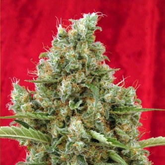 Session (Reggae Seeds) regularne