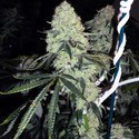 Deadhead OG (Cali Connection) feminizowane