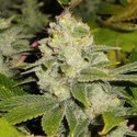 Deadhead OG (Cali Connection) feminizowane