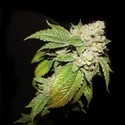 Larry OG Kush (Cali Connection) feminizowane