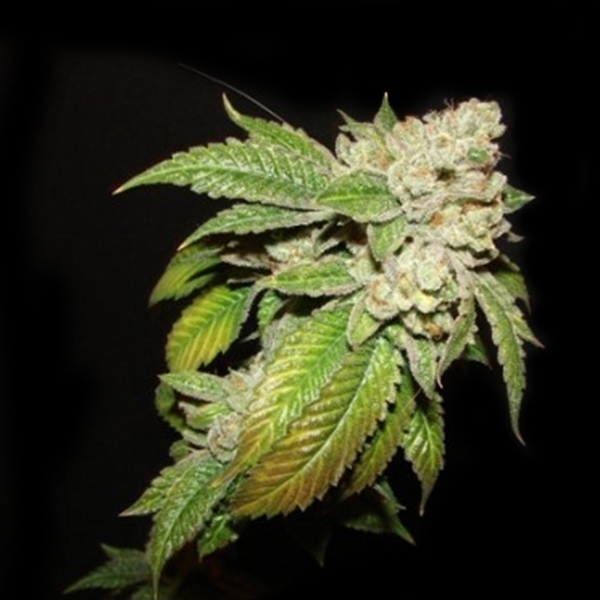 Larry OG Kush (Cali Connection) feminizowane