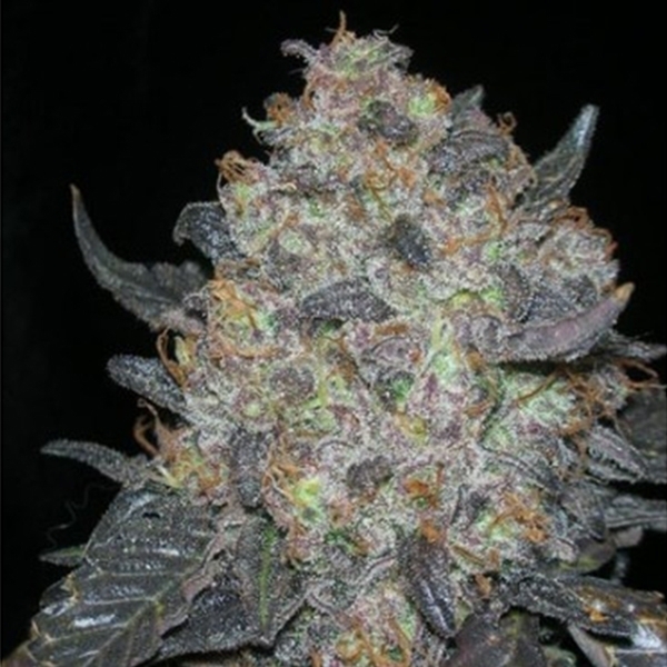 Blackwater (Cali Connection) feminizowane