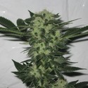 818 Headband (Cali Connection) feminizowane