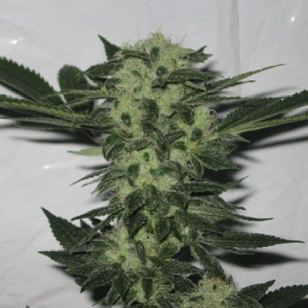 818 Headband (Cali Connection) feminizowane