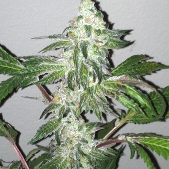 Girl Scout Cookies (Cali Connection) feminizowane