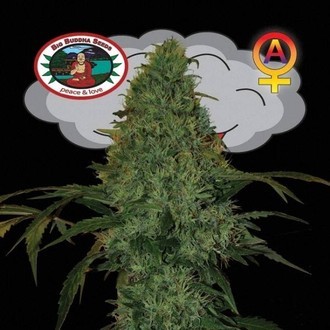 Critical Mass Automat (Big Buddha Seeds) feminizowane