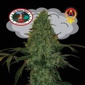Critical Mass Automat (Big Buddha Seeds) feminizowane