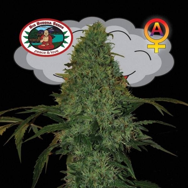 Critical Mass Automat (Big Buddha Seeds) feminizowane