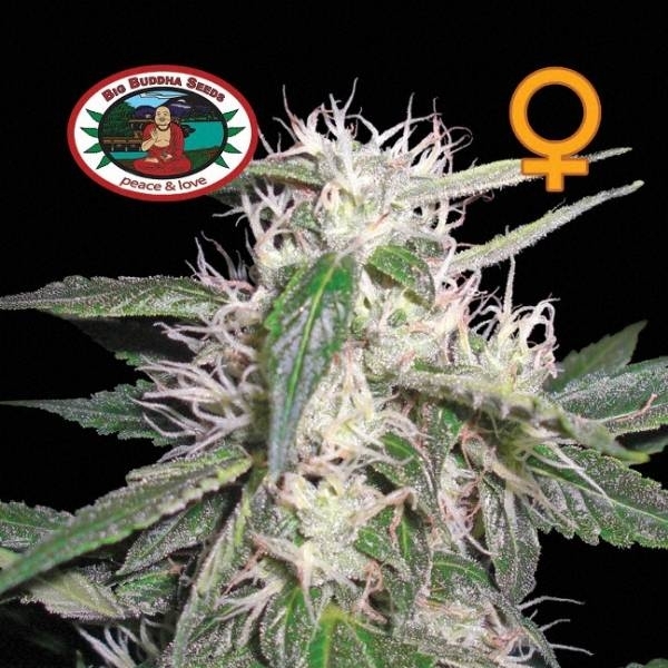 Cheese Dawg (Big Buddha Seeds) feminizowane