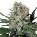 Syrup Automat (Buddha Seeds) feminizowane