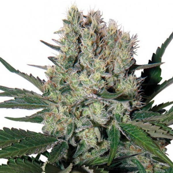 Syrup Automat (Buddha Seeds) feminizowane