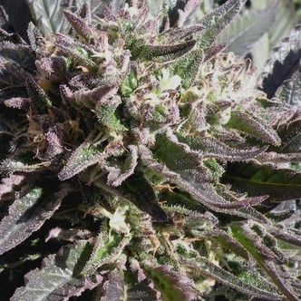 Frencheese (French Touch Seeds) feminizowane