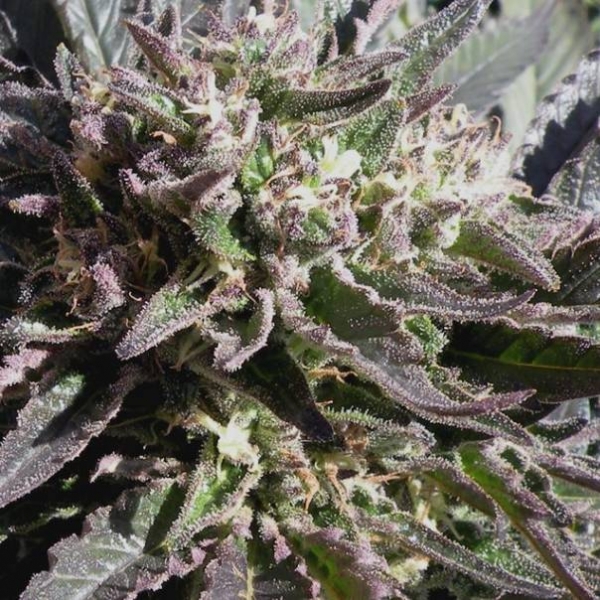Frencheese (French Touch Seeds) feminizowane