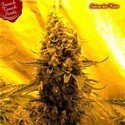 Sativa Des Rois (French Touch Seeds) feminizowane