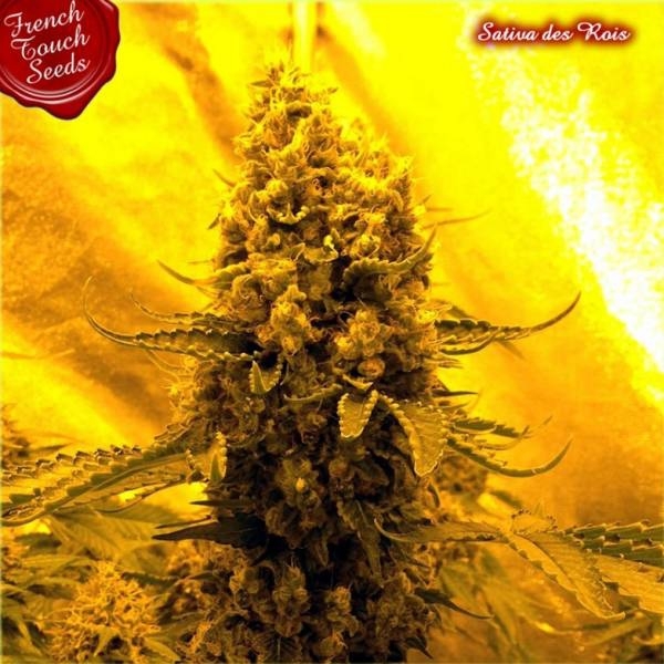Sativa Des Rois (French Touch Seeds) feminizowane