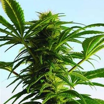 Mega Power Plant (Spliff Seeds) feminizowane