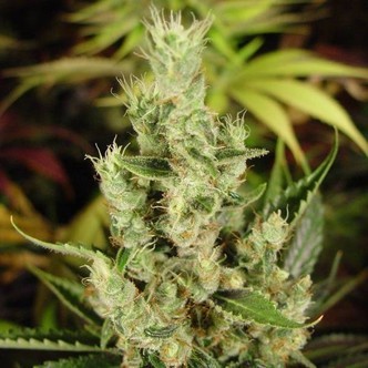 Amnesia Haze (Soma Seeds) feminizowane