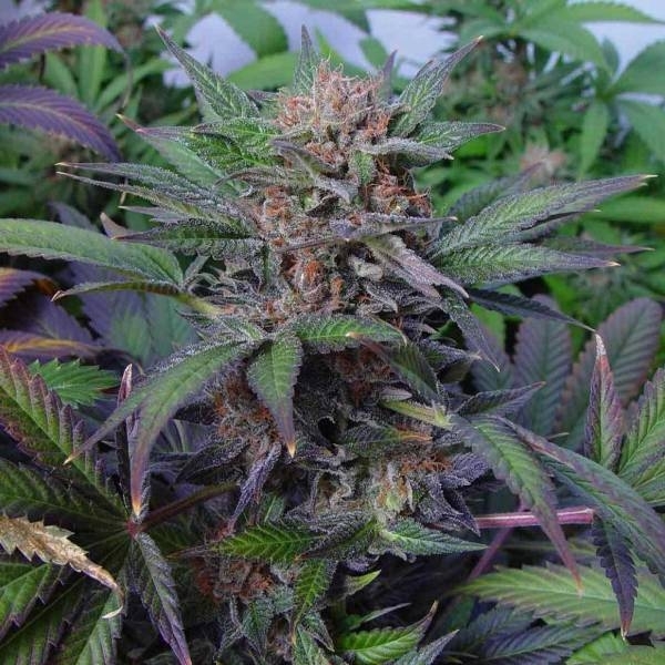 Somango (Soma Seeds) feminizowane