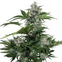 White Dwarf (Buddha Seeds) feminizowane